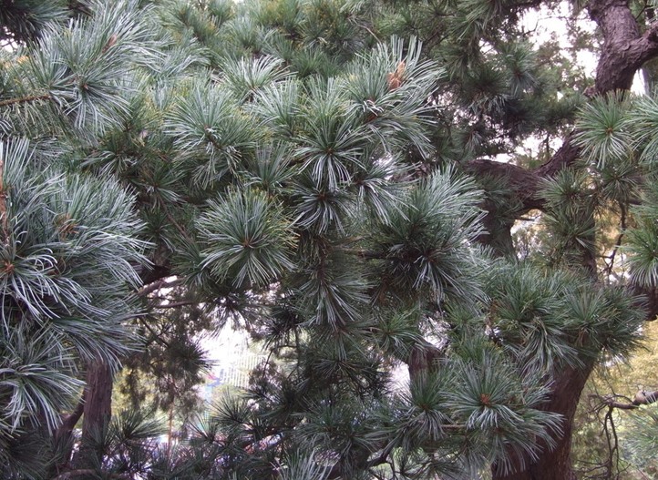 Pinus koraiensis seed